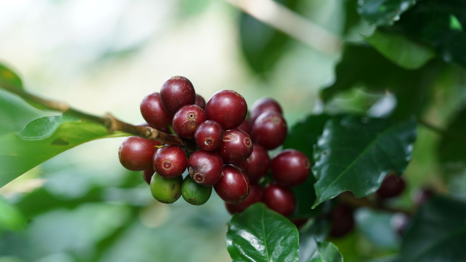 Cerezas de café maduras en una rama, en las tierras altas de Da Lat, Vietnam.