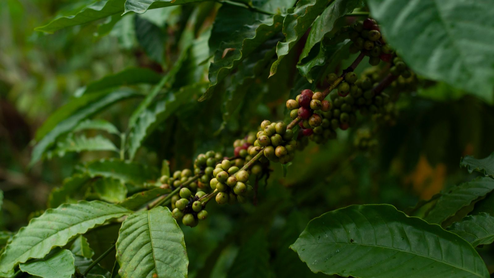 Rama de cafeto con cerezas verdes y otras ya maduras entre las hojas.