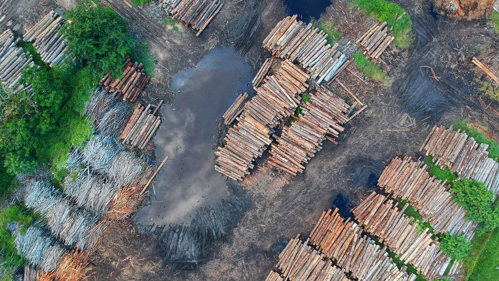 Vista aérea de troncos apilados en una zona de bosque talado.