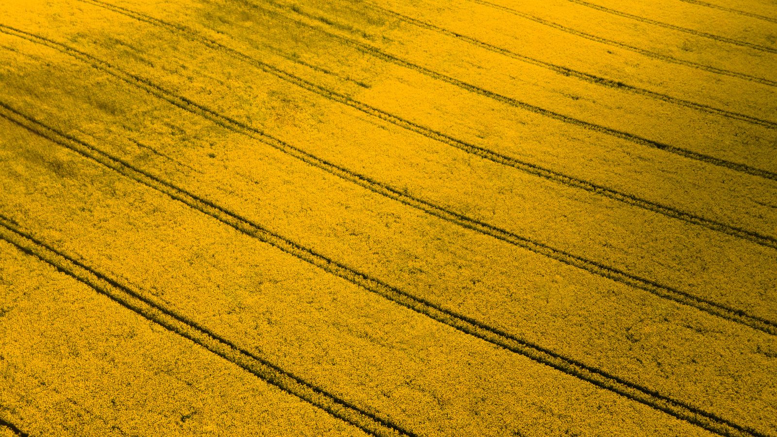 Vista aérea de un campo de colza en flor, con huellas de tractor.