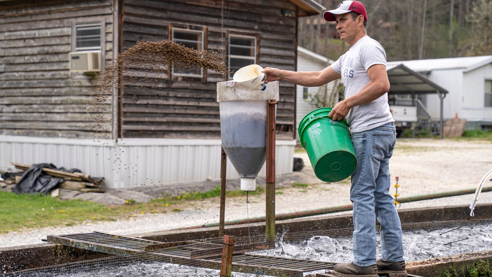 Un piscicultor echa alimento balanceado a un estanque de crianza de peces.