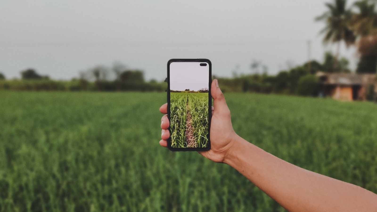 Una mano sostiene un celular que fotografía un campo de cultivo verde.