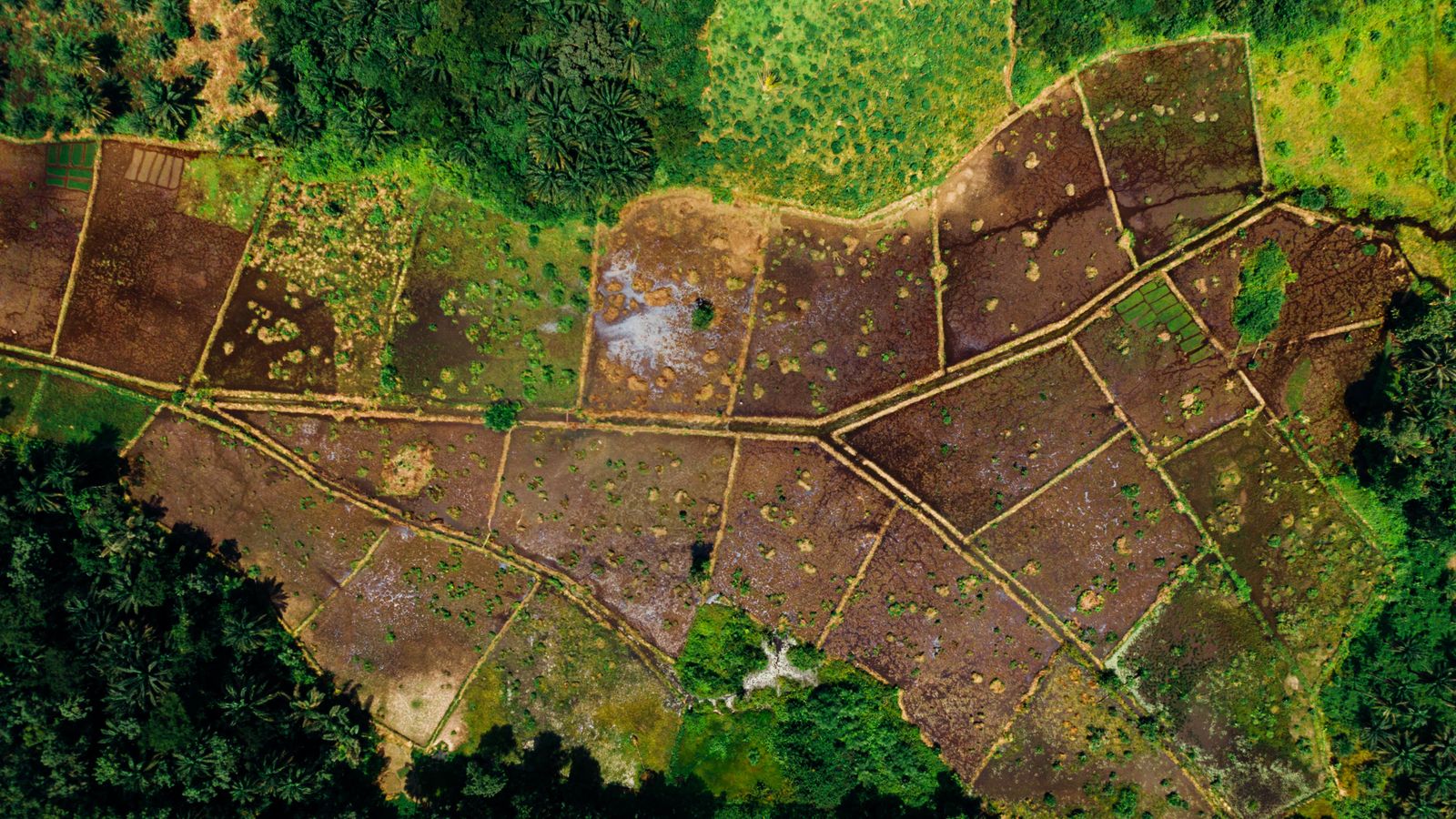 Vista aérea de parcelas agrícolas delimitadas por senderos, rodeadas de bosque.