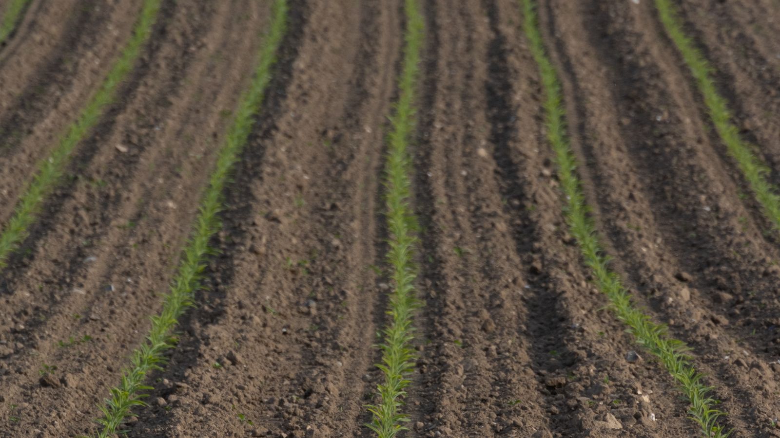 Hileras de plantas jóvenes de maíz en un campo recién labrado.
