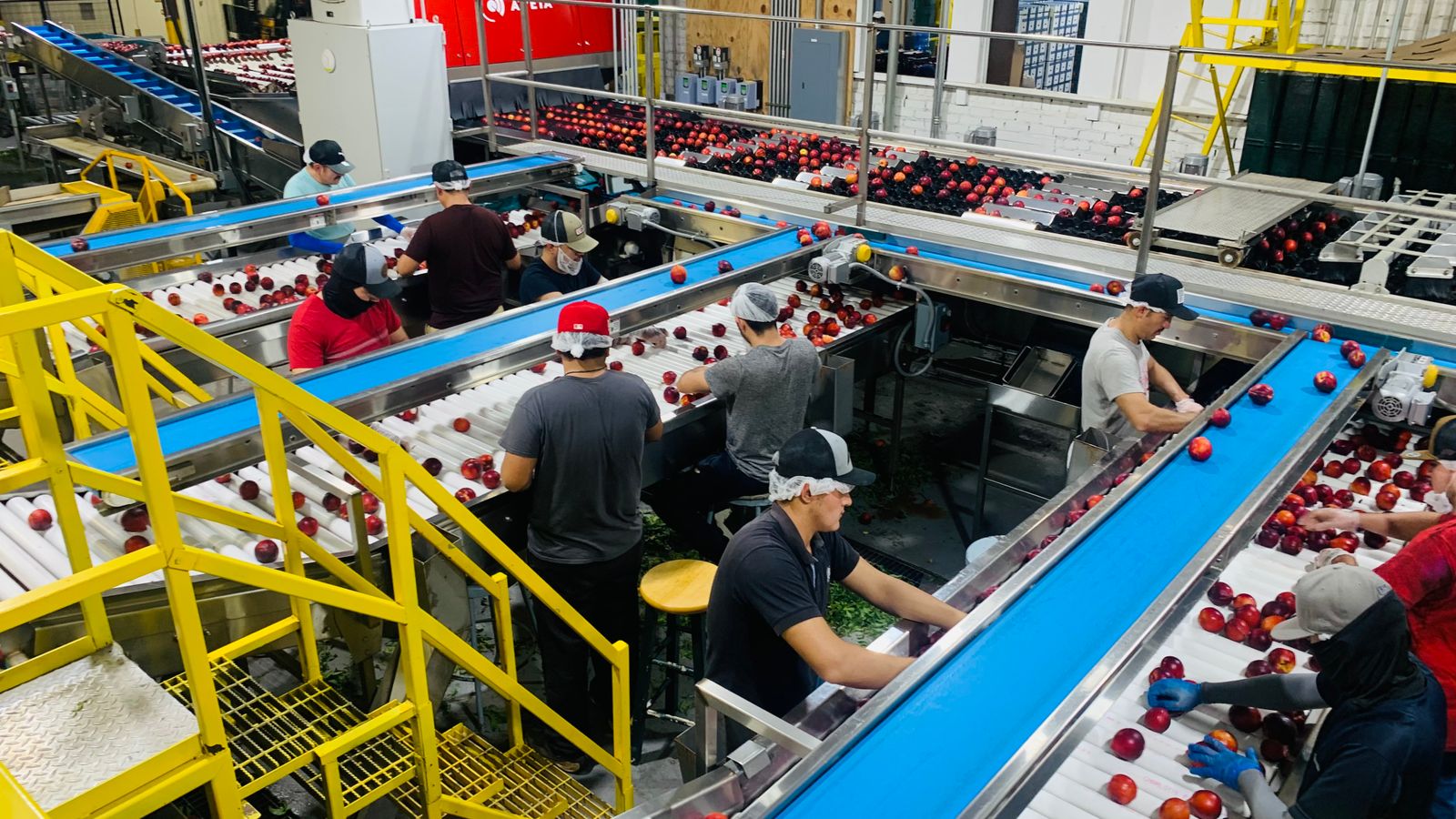 Operarios seleccionan manzanas sobre cintas transportadoras en una planta de empaque.