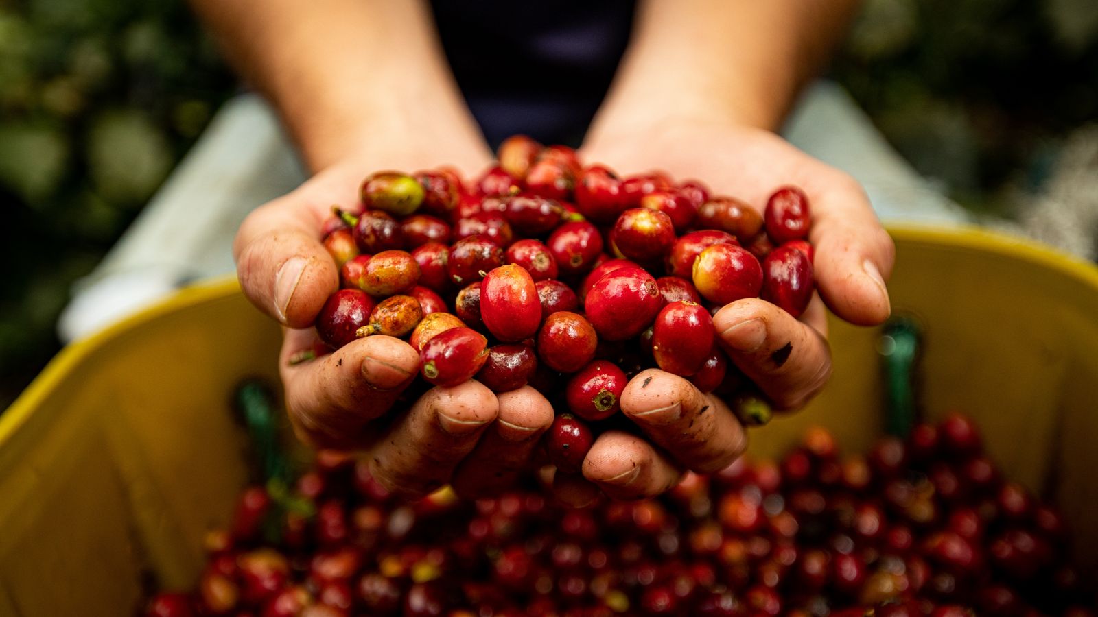 Un caficultor cosecha cerezas de café en una ladera sembrada.